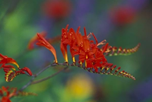 NA, USA, Washington, Sammamish Lucifer; crocosmia NA, USA, Washington, Sammamish Lucifer; crocosmia