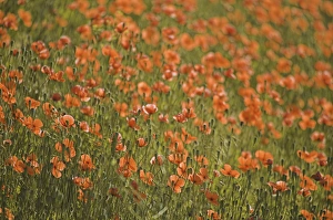 NA, USA, Washington State, Colfax, Fire Poppies Growing in the Palouse Region of Washington NA, USA, Washington State, Colfax, Fire Poppies Growing in the Palouse Region of Washington