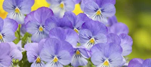 NA, USA, WashingtonState, Seattle, Backyard Flowers, Lavendar and Yellow Pansies NA, USA, WashingtonState, Seattle, Backyard Flowers, Lavendar and Yellow Pansies