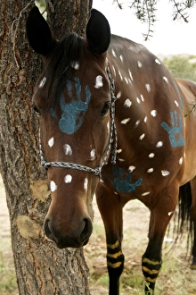 Nambe Pueblo, New Mexico, United States. Preparing horses for war dance Nambe Pueblo, New Mexico, United States. Preparing horses for war dance