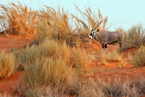 Namiban Desert. Africa Gemsbok (Oryx) standing alone on a grassy sandune Namiban Desert. Africa Gemsbok (Oryx) standing alone on a grassy sandune