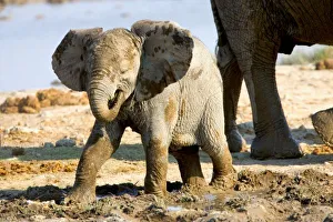 African Elephant Conservation Images Prints: Namibia, Africa