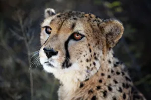 Prints of Namibia. Close up of a cheetah Cheetah Prints: Namibia Cheetah Close-Up Print