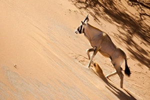 Namibia, Namib Desert, Sossusvlei, Namib-Naukluft Park. Oryx climbing a sand dune Namibia, Namib Desert, Sossusvlei, Namib-Naukluft Park. Oryx climbing a sand dune