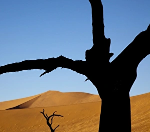 Namibia, Namib-Naukluft Park, Sossusvlei. Dead trees contrast with sand dunes at Dead Vlei Namibia, Namib-Naukluft Park, Sossusvlei. Dead trees contrast with sand dunes at Dead Vlei