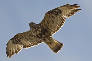 National Petroleum Reserve-Alaska (NPR-A), a male rough-legged hawk soars near its nest National Petroleum Reserve-Alaska (NPR-A), a male rough-legged hawk soars near its nest