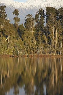 Native Forest Reflected in Lake Mahinapua, near Hokitika, West Coast, South Island Native Forest Reflected in Lake Mahinapua, near Hokitika, West Coast, South Island