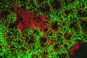 natural occuring Fluorescence emitted at night using special uv blocking filters natural occuring Fluorescence emitted at night using special uv blocking filters