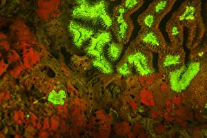 Natural occuring Red & Green Fluorescence in Stony Corals & Encrusting Corals, captured Natural occuring Red & Green Fluorescence in Stony Corals & Encrusting Corals, captured