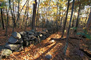 Nature Conservancy land along Crommett Creek. Stone wall in former pastureland. Durham Nature Conservancy land along Crommett Creek. Stone wall in former pastureland. Durham