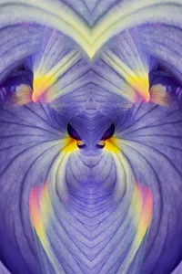 Abstract Iris flowers Print