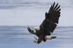 National Bird Of Prey Prints: Bald Eagle Attacking