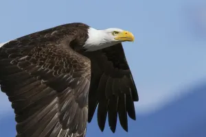 Bald Eagle Flight Prints: Bald Eagle Flight