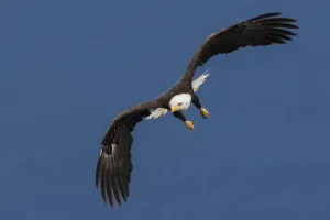 Bald Eagle Flight Print