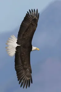 Ken Archer Photographer Prints: Bald eagle flyby