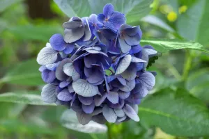 Bigleaf Hydrangea Prints: Blue bigleaf hydrangea