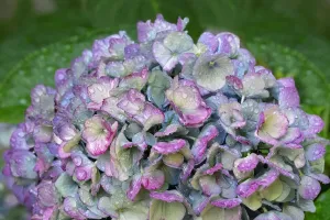 Blue bigleaf hydrangea Print