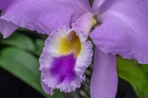 Cattleya Orchid Print