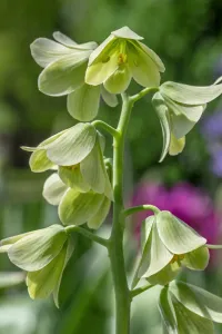 Fritillary Flower Prints: Fritillary