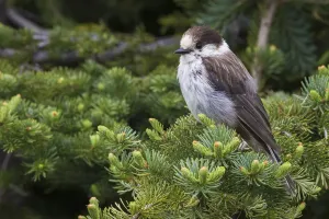 Forest Wildlife Images Prints: Gray Jay