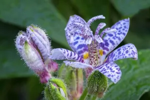 Purple Flowers In Nature Prints: Hairy toad lily