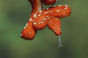 Green Tree Python Prints: Juvenile Green tree python