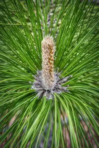 Framed Print : Longleaf Pine Print Framed Print : Longleaf Pine Print