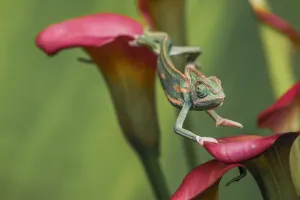 Veiled Chameleon Print