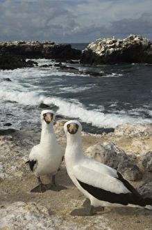 Nazca Boobies, (formerly Masked booby) (Sula granti) Punta Cevallos Nazca Boobies, (formerly Masked booby) (Sula granti) Punta Cevallos
