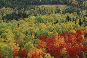 Near Russell Pond, Baxter SP, ME. Blazing fall colors in Baxters Wassataquoik Valley Near Russell Pond, Baxter SP, ME. Blazing fall colors in Baxters Wassataquoik Valley