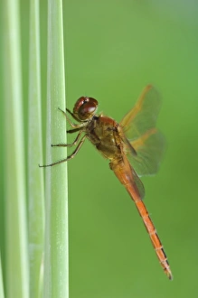 Needhams Skimmer, Libellula needhami, adult on Cattail, Willacy County, Rio Grande Valley Needhams Skimmer, Libellula needhami, adult on Cattail, Willacy County, Rio Grande Valley