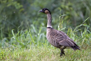 Nene Hawaiian Goose on the island of Kauai, Hawaii, USA Nene Hawaiian Goose on the island of Kauai, Hawaii, USA