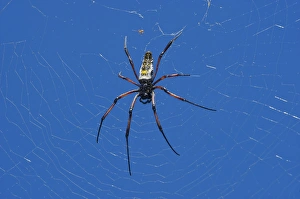 (Nephila madagascarensis), Eastern Madagascar (Nephila madagascarensis), Eastern Madagascar
