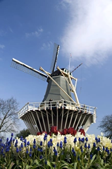 Netherlands (aka Holland), Lisse. Keukenhof Gardens, the worlds largest bulb Netherlands (aka Holland), Lisse. Keukenhof Gardens, the worlds largest bulb