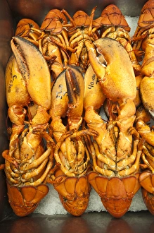 New Brunswick, Canada. Lobster for sale in Alma New Brunswick, Canada. Lobster for sale in Alma