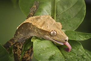 New Caledonian Crested Gecko drinking water Rhacodactylus ciliatus New Caledonian Crested Gecko drinking water Rhacodactylus ciliatus