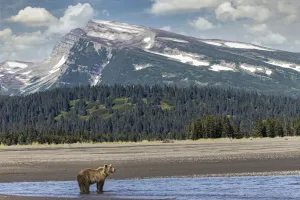 Grizzly bear landscape print, Lake Clark National Park