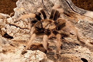 New River Rust Rump Tarantula, Aphonopelma sp New River Rust Rump Tarantula, Aphonopelma sp