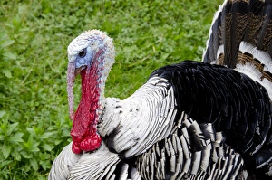 New York, Cooperstown, Farmers Museum. Barnyard Tom turkey. Educational, tourism New York, Cooperstown, Farmers Museum. Barnyard Tom turkey. Educational, tourism