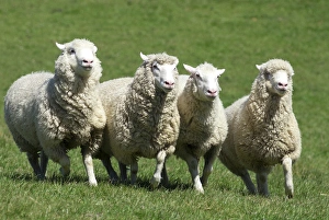 The New Zealand Romney makes up makes up about 68% of the national flock of 40 million The New Zealand Romney makes up makes up about 68% of the national flock of 40 million