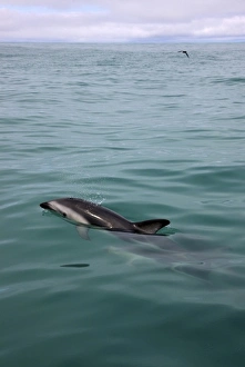 New Zealand, South Island, Kaikoura Coast. Dusky dolphin New Zealand, South Island, Kaikoura Coast. Dusky dolphin