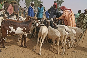 Niger, Boubon, sheep farmer selling goats at the market Niger, Boubon, sheep farmer selling goats at the market