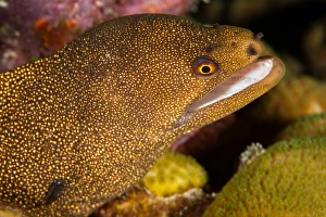 Night dive photograph of Goldentail Eel off Bonaire Night dive photograph of Goldentail Eel off Bonaire