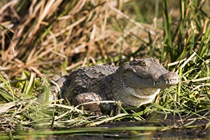 Nile Crocodile (Crocodylus Niloticus) on the shore, Crocodile Market, Lake Chamo Nile Crocodile (Crocodylus Niloticus) on the shore, Crocodile Market, Lake Chamo