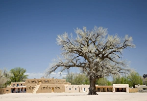NM, New Mexico, San Ildefonso Pueblo, Big Tree in North Plaza, a majestic Cottonwood NM, New Mexico, San Ildefonso Pueblo, Big Tree in North Plaza, a majestic Cottonwood