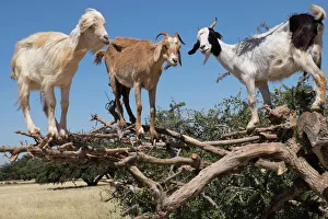 North Africa, Morocco, road to Essaouira, goats climbing in Argan trees North Africa, Morocco, road to Essaouira, goats climbing in Argan trees