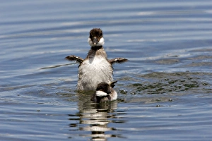 North America, Canada, British Columbia, Lac Le Jeune. Barrows Goldeneye (Bucephala North America, Canada, British Columbia, Lac Le Jeune. Barrows Goldeneye (Bucephala