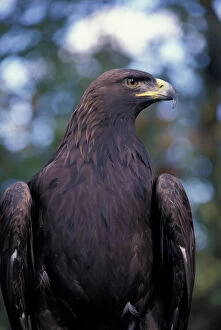 Images Dated 22nd March 2005: North America, Canada, British Columbia, Vancouver Island Golden eagle