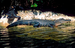 North America, Florida Alligators in the Florida Everglades North America, Florida Alligators in the Florida Everglades