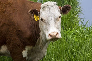 Images Dated 30th May 2012: North America; Idaho; Grangeville; White Faced Steer in Field